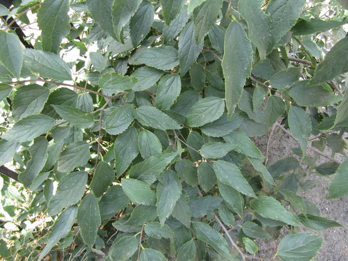 Celtis caucasica, photograph 2