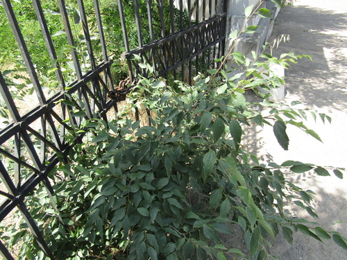 Celtis caucasica, photograph 4