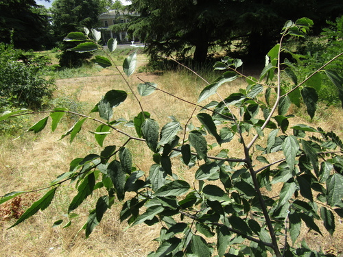 Celtis caucasica, photograph 3