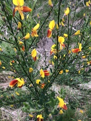 Cytisus scoparius andreanus