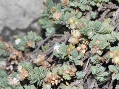 Pimelea prostrata seismica