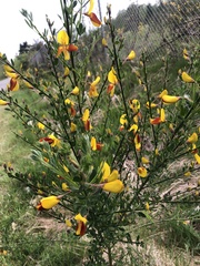 Cytisus scoparius andreanus