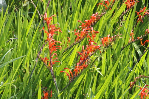 Chasmanthe aethiopica, photograph 3