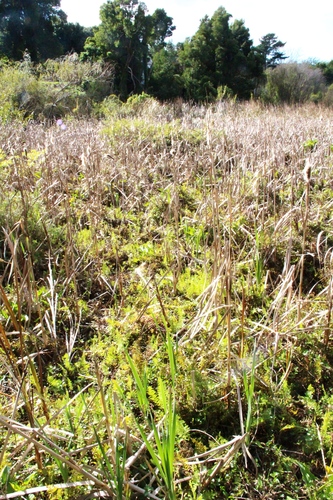Thelypteris confluens, photograph 2