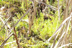 Thelypteris confluens, photograph (c) Tony Rebelo, some rights reserved (CC BY-SA)