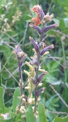 Pitraea cuneato-ovata