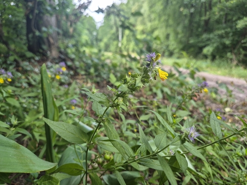Melampyrum polonicum (Melampyrum polonicum)