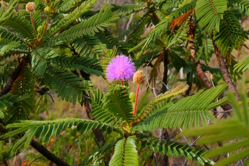 Mimosa claussenii observed 2026-07-06
