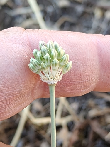 Sardinian Leek