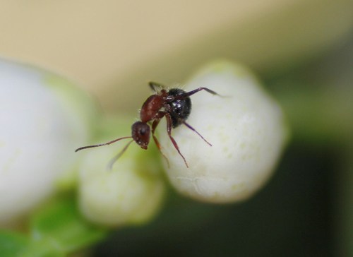 Compact Carpenter Ant photo 4