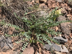 Astragalus oophorus