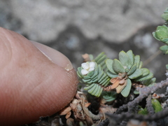 Pimelea prostrata seismica