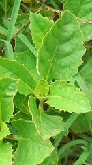 Pitraea cuneato-ovata