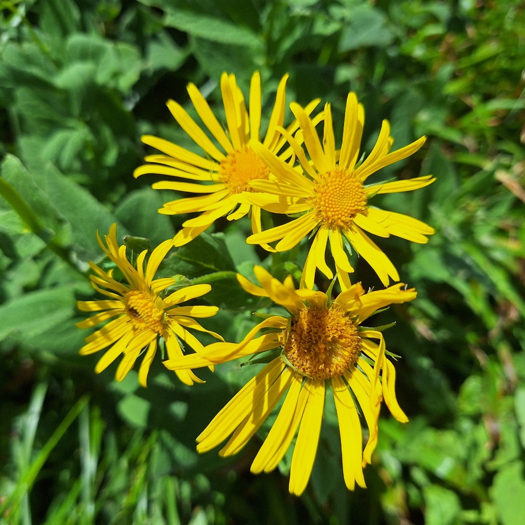 Doronicum austriacum; photograph author not stated, no rights reserved