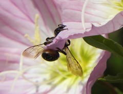 Megachile montivaga