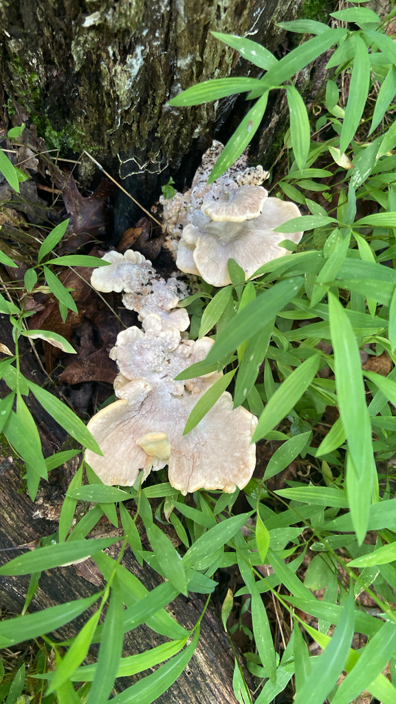 Black-staining Polypore · July 2026 · photo: Photo: no rights reserved · iNaturalist