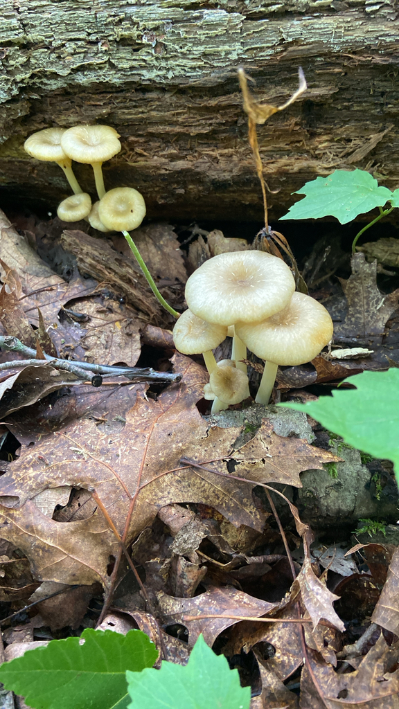 golden-gilled gerronema · July 2026 · photo: Photo: no rights reserved · iNaturalist