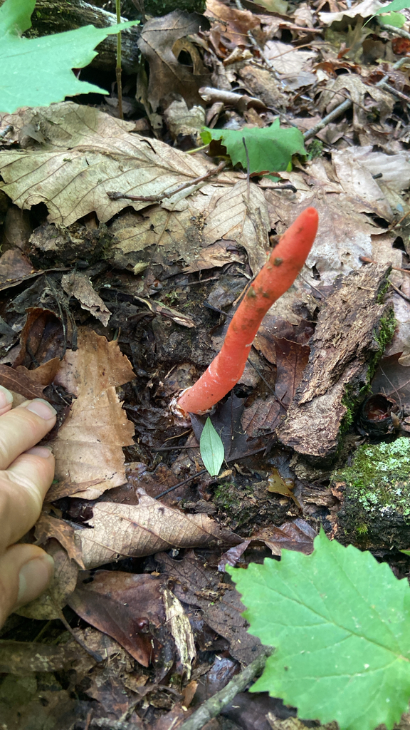 devil's dipstick · July 2026 · photo: Photo: no rights reserved · iNaturalist