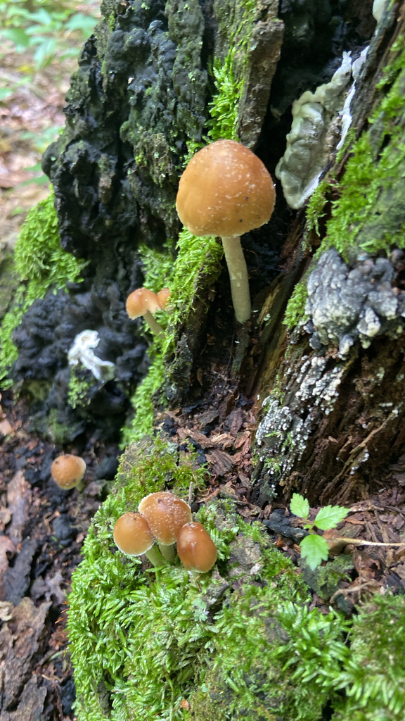 Pale Brittlestem · July 2026 · photo: Photo: no rights reserved · iNaturalist