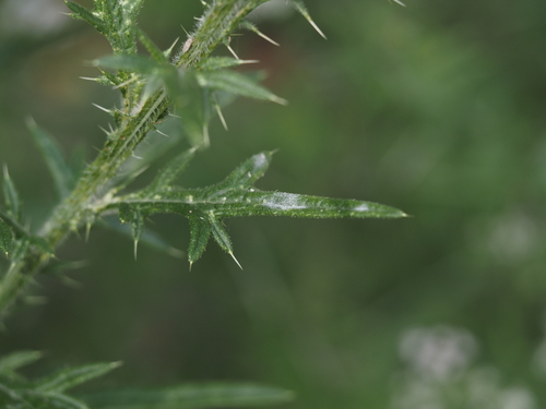 Gewöhnlicher Distel-Mehltau