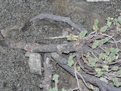 Pimelea prostrata seismica