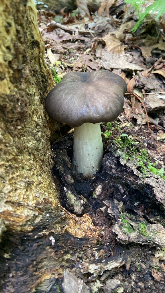 Eastern American Platterful Mushroom · July 2026 · photo: Photo: no rights reserved · iNaturalist