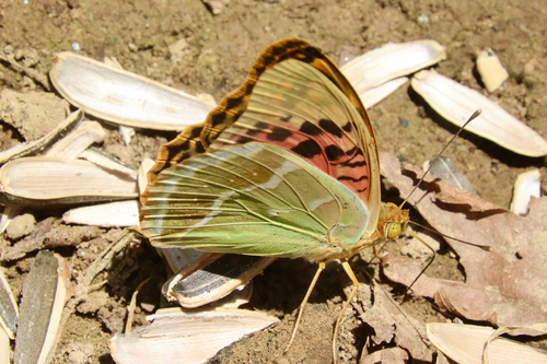 Cardinal Butterfly