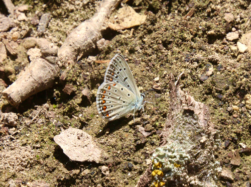 Common Blue