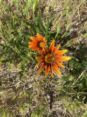 Gazania × splendens