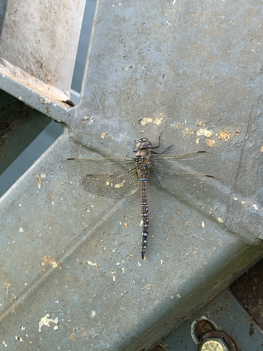 Variable Darner