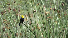 Chrysomus icterocephalus