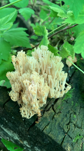 crown-tipped coral fungus