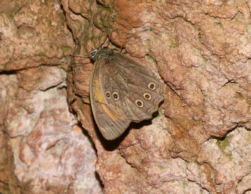Lattice brown