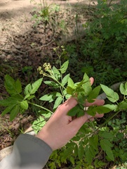Osmorhiza occidentalis, photograph (c) Alissa Iverson, some rights reserved (CC BY)
