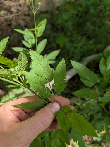 Osmorhiza occidentalis, photograph 5
