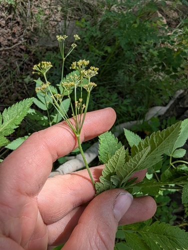 Osmorhiza occidentalis, photograph 4