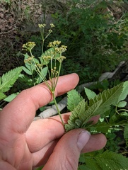 Osmorhiza occidentalis, photograph (c) Alissa Iverson, some rights reserved (CC BY)