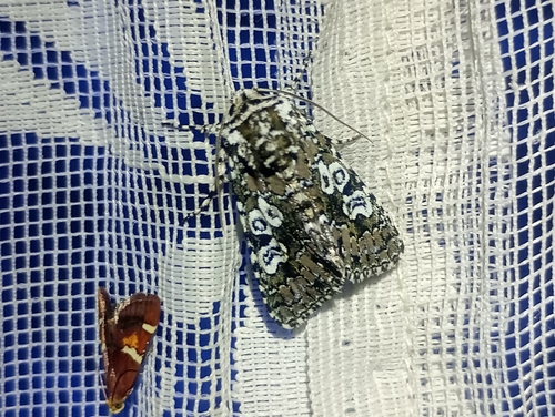 Noctuelle soignée (La)