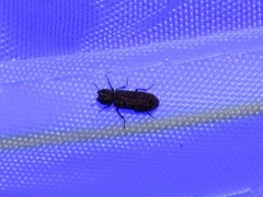 Lichenophanes bicornis