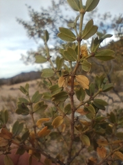 Larrea cuneifolia, photograph (c) Matias Baranzelli, some rights reserved (CC BY)