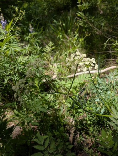 Ligusticum porteri, photograph 4