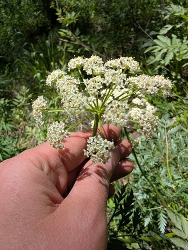 Ligusticum porteri, photograph 5