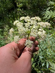 Ligusticum porteri, photograph (c) Alissa Iverson, some rights reserved (CC BY)
