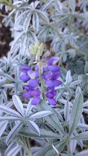 Lupinus albifrons, photograph 5