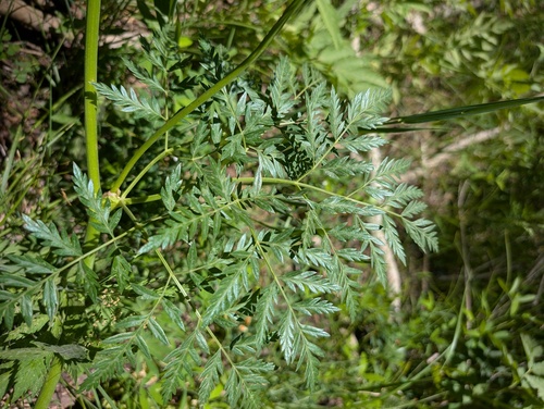 Ligusticum porteri, photograph 6