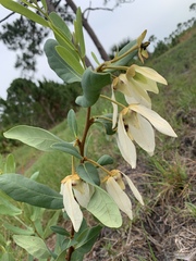 Asimina reticulata