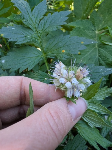 Hydrophyllum fendleri, photograph 5