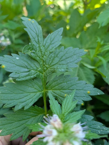 Hydrophyllum fendleri, photograph 4