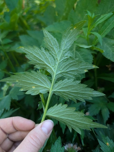 Hydrophyllum fendleri, photograph 6