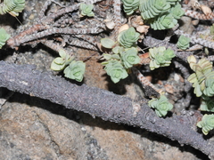 Pimelea prostrata seismica